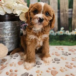 Mario - Red male Cavapoo puppy in Lebanon, Missouri from Leerose Puppies