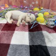 Harvey - Blue belton English Setter puppy in Lake Tomahawk, Ohio from StoneyBrook Setters