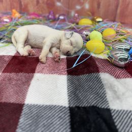 Harvey - Blue belton English Setter puppy in Lake Tomahawk, Ohio from StoneyBrook Setters