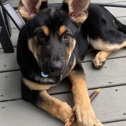 German Shepherd Puppies from Von Kopfe Schutzengel Kennels