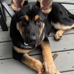 German Shepherd Puppies from Von Kopfe Schutzengel Kennels