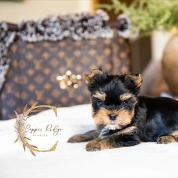 Boy 2 - Black and tan male Yorkshire Terrier puppy in Marmaduke, Arkansas from Copper Ridge Yorkies