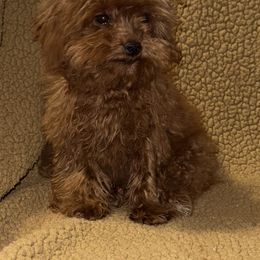Dasher - Red  male Poodle puppy in Copan, Oklahoma from J&K Kennels