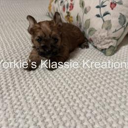 Esme - Gold female Yorkshire Terrier puppy in Dierks, Arkansas from Yorkie’s Klassie Kreations