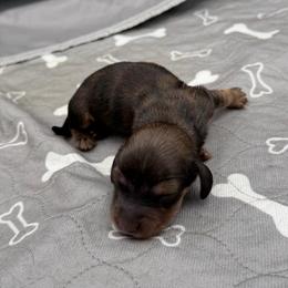 Shaded cream Girl 1 - Cream female Dachshund puppy in Spanaway, Washington from 11 Oaks Kennels