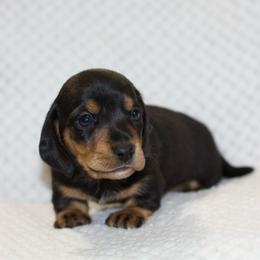 Van - Black and tan male Dachshund puppy in Bellville, Ohio from JK Mini Doxies