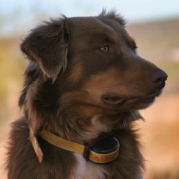 Boo - Australian Shepherd