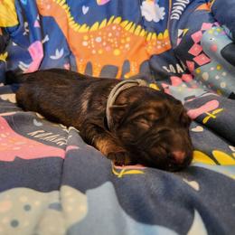 Rodney - Sable male German Shepherd puppy in Los Lunas, New Mexico from Mali's German Shepherds LLC