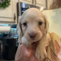 Nelly pink collar female - Cream female Dachshund puppy in Trade, Tennessee from TN Miniature Dachshunds & Basset Hounds
