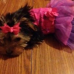 Yorkshire Terrier Puppies from Paw-Perfect Palace