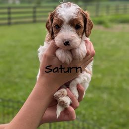 Saturn - Blenheim female Cavapoo puppy in Amboy, Indiana from Wag'in Tails