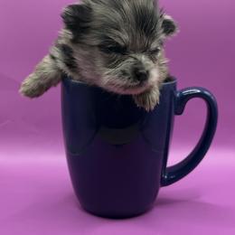 Girl 1 - Blue merle female Pomeranian puppy in Windham, Maine from New England Exotic Pomeranians