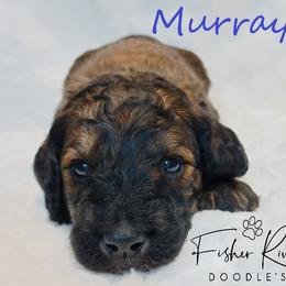 Goldendoodle and Poodle Puppies from Fisher River Doodle's