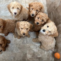 Goldendoodle Puppies from Rocks & Roses Doodles