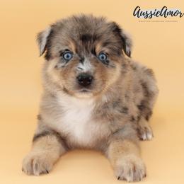 Blue Merle 3 2 Blue eyes - Blue merle male Miniature Australian Shepherd puppy in Pinehurst, Texas from Aussie Amor