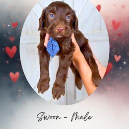 Swoon - Phantom male Goldendoodle puppy in Canton, Georgia from Teddy Puppies