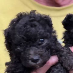 Apollo - Silver gray male Pumi puppy in Huntsville, Texas from TriSong TIbetan Terriers & Pumik
