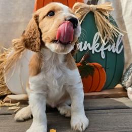 Finn - Red and white male Welsh Springer Spaniel puppy in Colorado Springs, Colorado from Crimson Trail