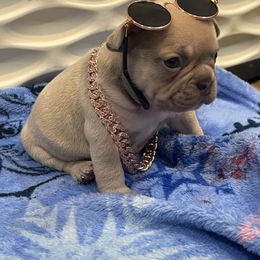 French Bulldog Puppies from Avelar’s Top Shelf Frenchies