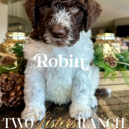 Robin - male Newfypoo puppy in Jackson, Missouri from Two Sisters Ranch, LLC