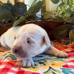 Colt - Light golden male Golden Retriever puppy in Liberal, Missouri from Good Life Goldens