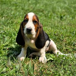 Girl 1 - Black brown and white female Basset Hound puppy in West Chester, Ohio from Bed-N-Bassets