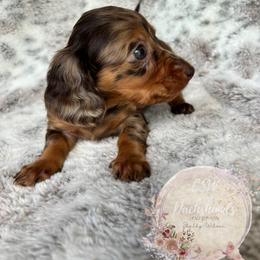 Dachshund Puppies from CSW Dachshunds