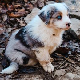 Bluey - Blue merle male Australian Shepherd puppy in Silex, Missouri from Small Town Australian Shepherds