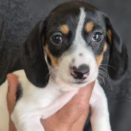 Daisy - Piebald female Dachshund puppy in Salem, Oregon from Wonder Weenies