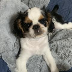 English Toy Spaniel Puppies from Marietta Charlies