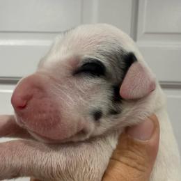 Jager - Harlequin female Great Dane puppy in Florida from Beachside Kennels