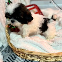 AKC Kimmie - Black and white female Shih Tzu puppy in Elgin, South Carolina from Silver Bells Paw Prints