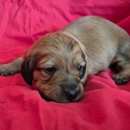 Bea - Sable female Dachshund puppy in Los Angeles, California from Sterling Dachshunds