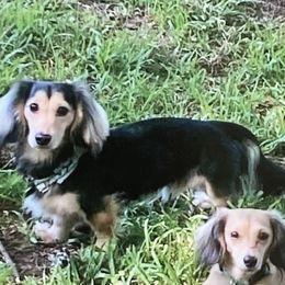 Dachshunds from Southern Paws Mini Dachshunds