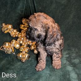 Dess - Black and tan female Cockapoo puppy in Sunset, Louisiana from Cano Cockapoos