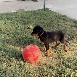Beauceron Puppies from Trésor de Beauté Beaucerons