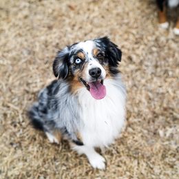 Izzy - Miniature Australian Shepherd