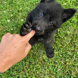 German Shepherd Puppies from Ray Ranch, LLC