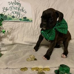 Dwight Yoakum - Brindle Boxer puppy in Willard, North Carolina from Boone’s Boxers of North Carolina