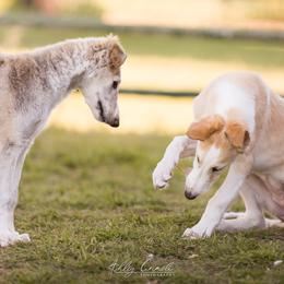 Borzoi Puppies from Rezance Borzoi