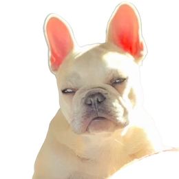 Tess - French Bulldog