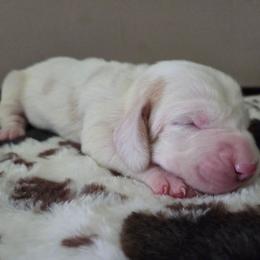 Beatrice - Lemon and white female Basset Hound puppy in Denison, Texas from Emma Lou's Baby Bassets