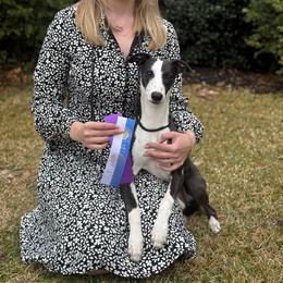 Nellie - White and black female Whippet puppy in Saratoga Springs, New York from Rosmoor Whippets