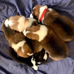 Pembroke Welsh Corgi Puppies from Southern Corgi