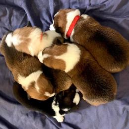 Pembroke Welsh Corgi Puppies from Southern Corgi