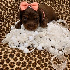 Pink Girl - Chocolate and tan female Dachshund puppy in Searcy, Arkansas from Short and Sassy Doxies