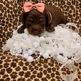 Pink Girl - Chocolate and tan female Dachshund puppy in Searcy, Arkansas from Short and Sassy Doxies