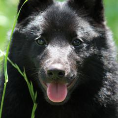 Schipperke All Grown Up from Safari Schipperkes