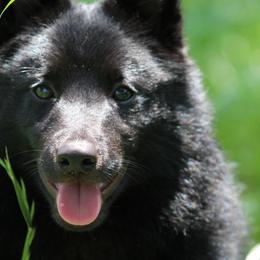 Schipperke All Grown Up from Safari Schipperkes