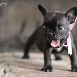 French Bulldog puppies from Frenchie Nation LLC
